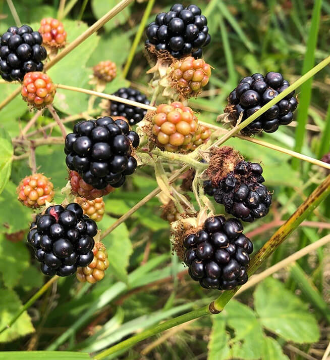 素材の個性を慈しむ<br />
