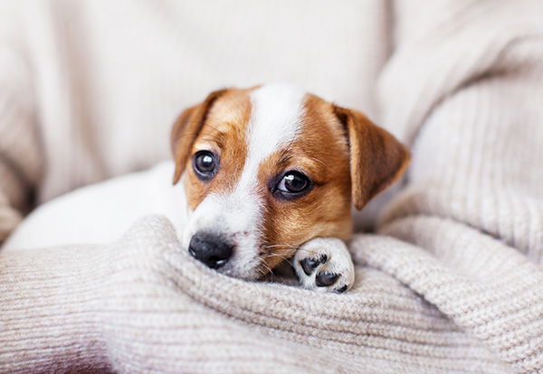 ペット用クッキー